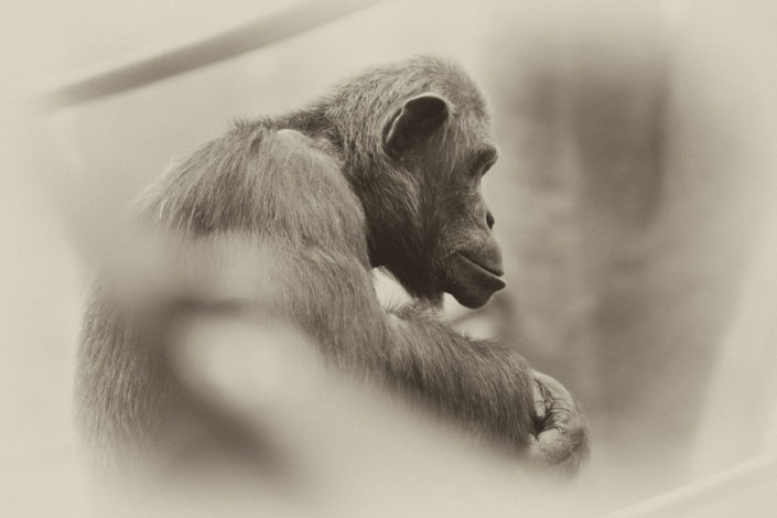 Chimpanzee Sitting on Branch