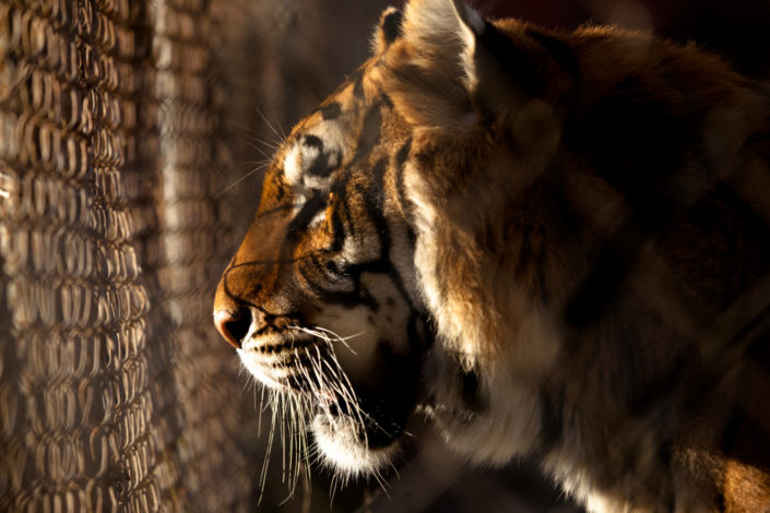 Tiger Looks out From Cage