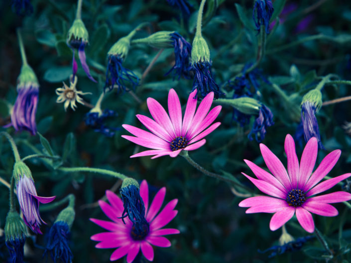 Daisy Flowers, Osteospermum