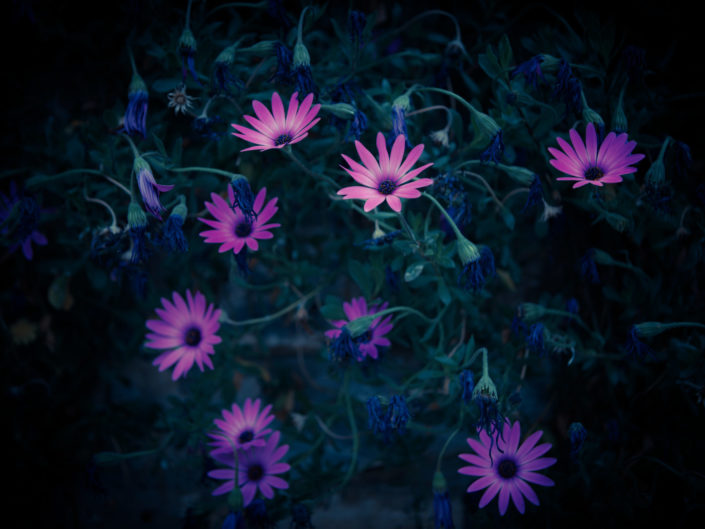 Daisy Flowers, Osteospermum