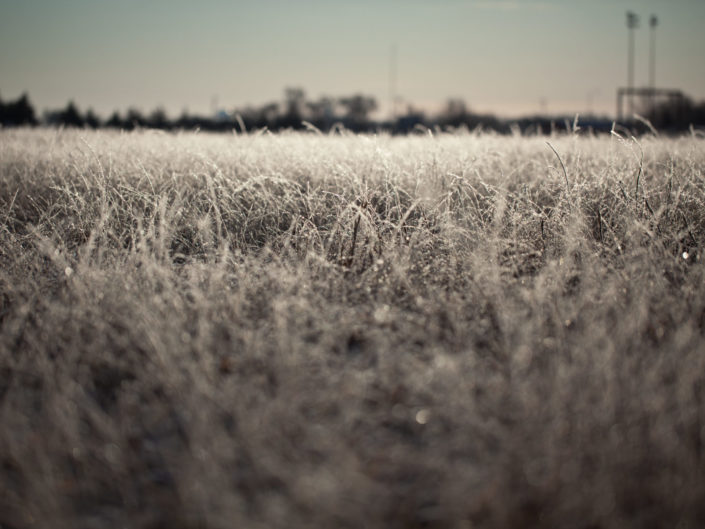 Frosted Grass