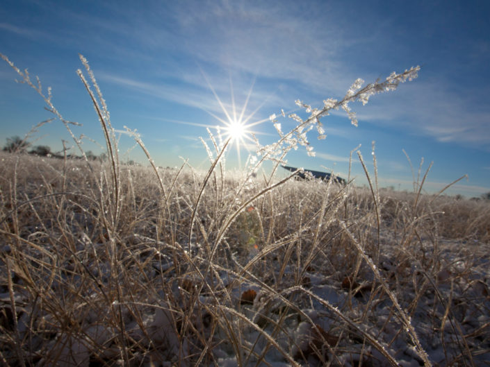 Frosted Grass