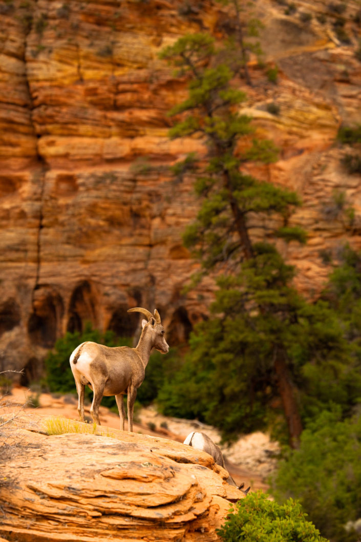 Mountain Goat on the Edge