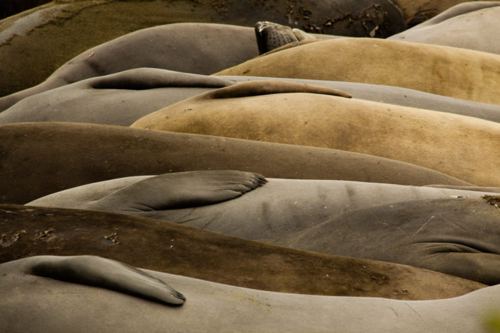 Poking Elephant Seal Nose