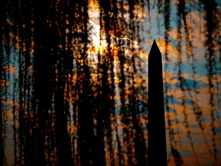 Washington Monument through Weeping Willow