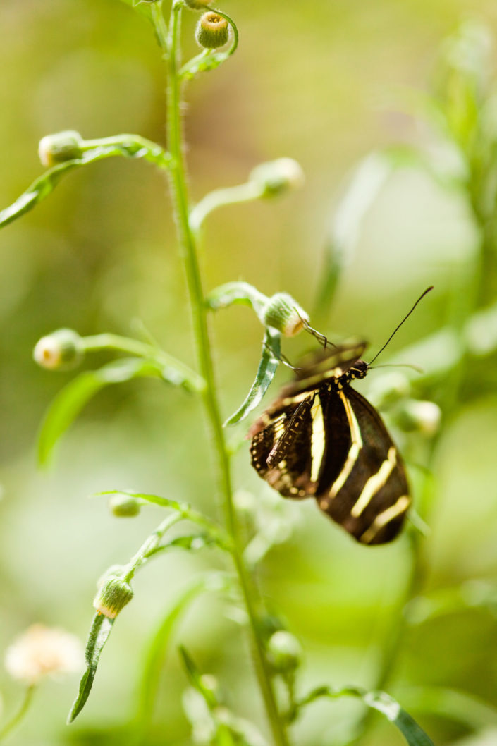 Zebra Longwing on Sprouts