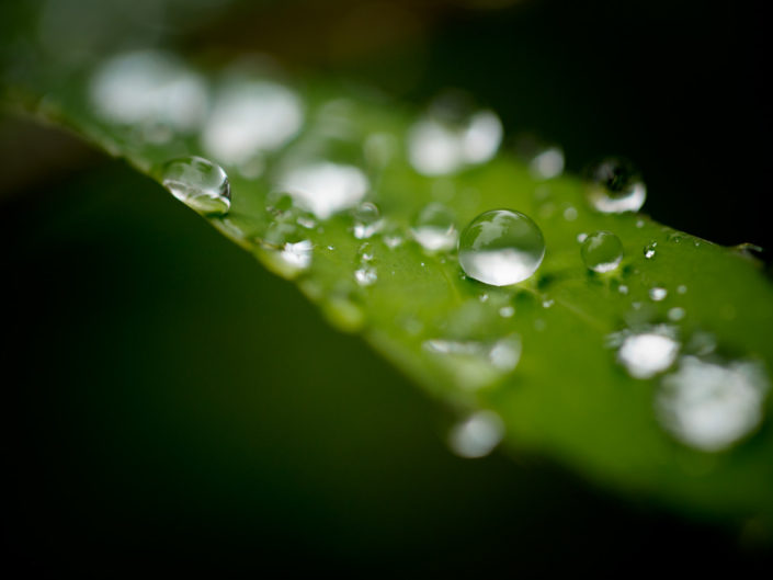 dewdrop_grass