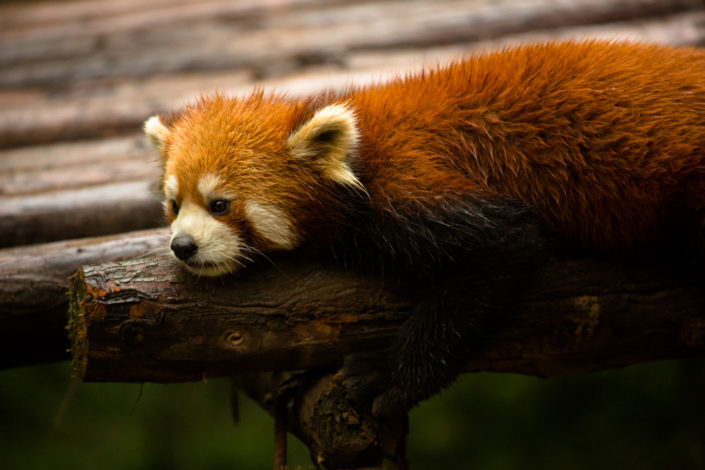 lonely_redpanda