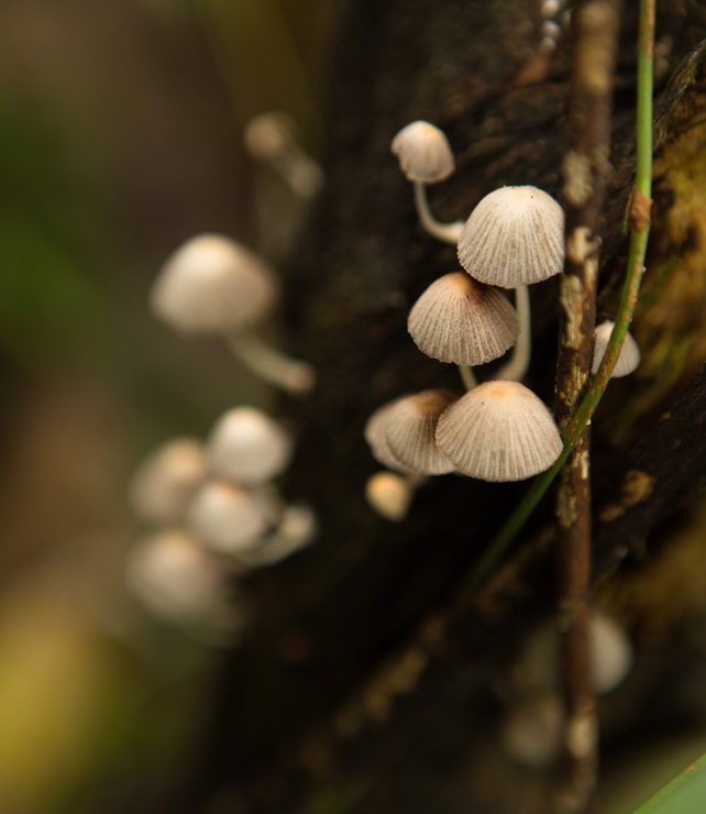 mushroom_old_man_nature