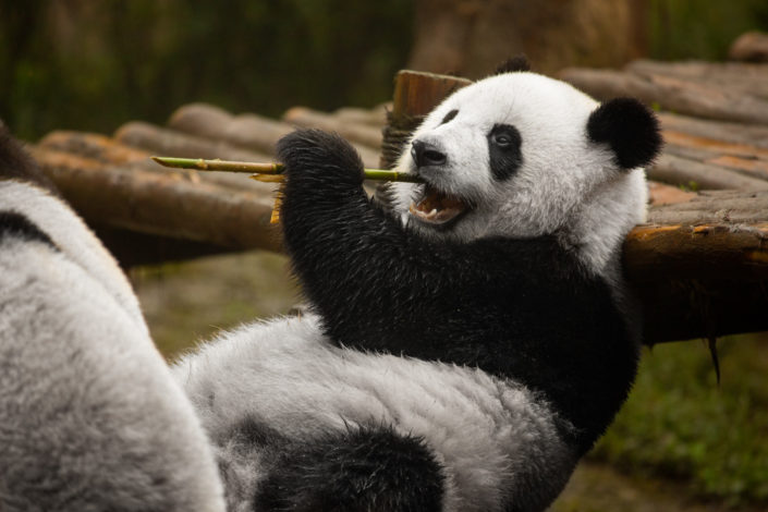 panda_eating_bamboo