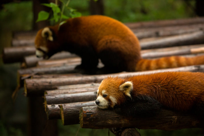 redpandas